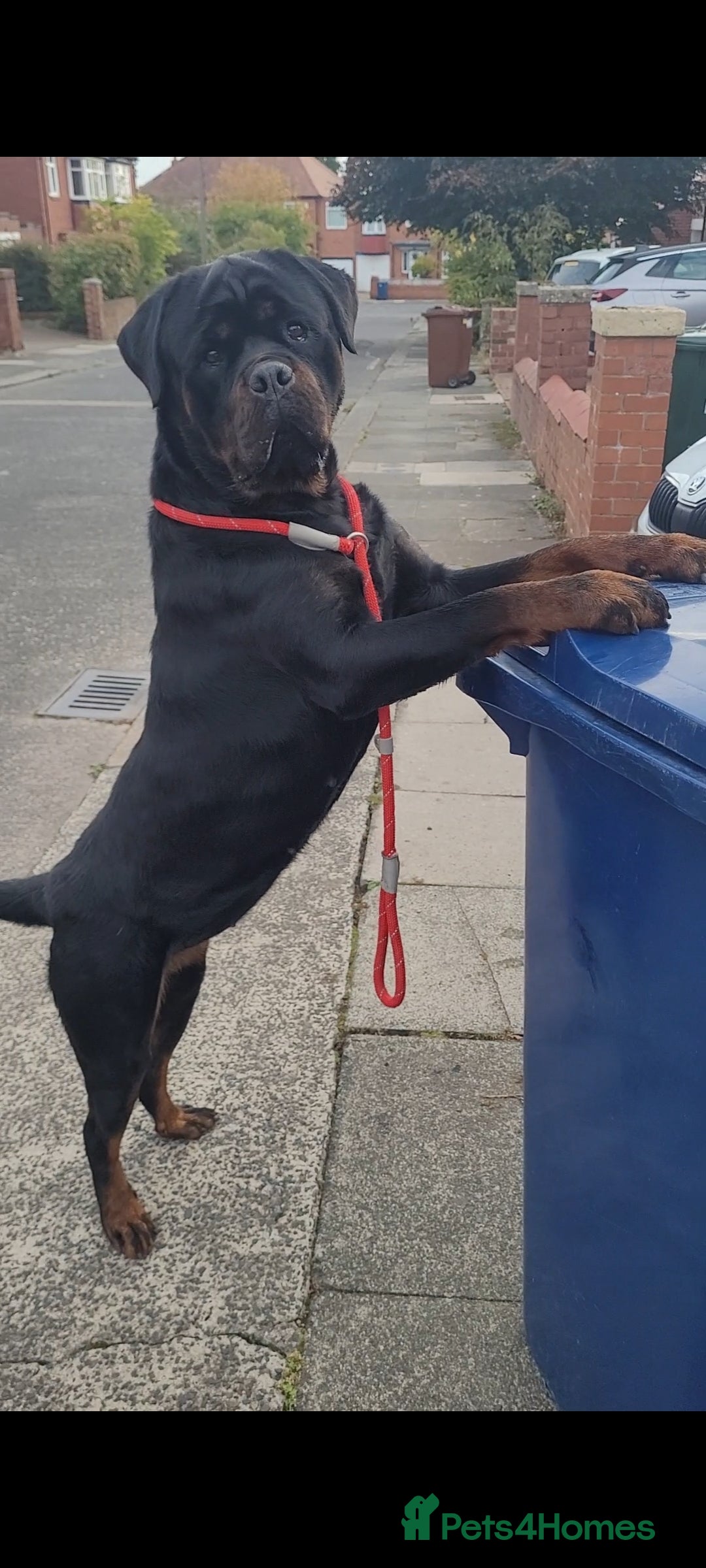 Rottweiler dogs for sale: Giant rottweiler pups,bred 4 size/health/temprment - Advert 15