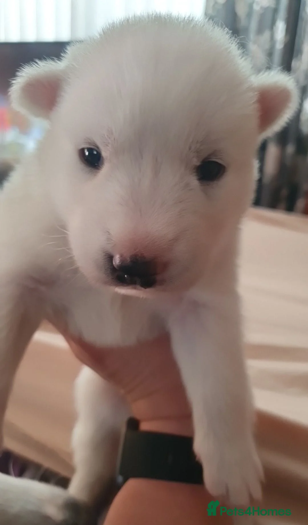 Siberian Husky dogs for sale: Pure White Siberian Husky Pups - Advert 2
