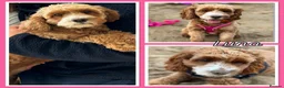 Cavapoo dogs for sale: Beautiful, health tested F1b Cavapoo Puppies - Advert 2