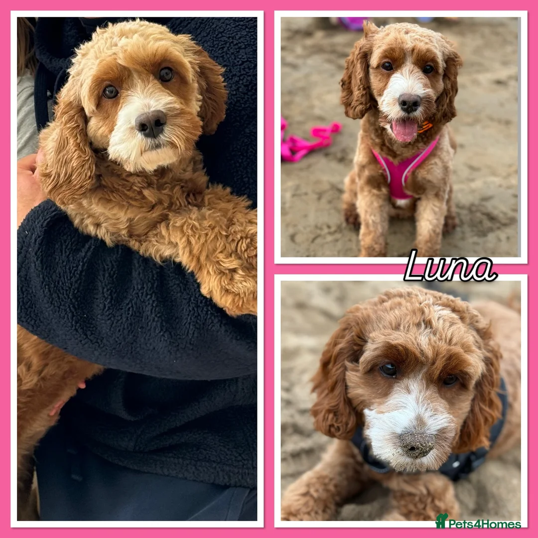 Cavapoo dogs for sale: Beautiful, health tested F1b Cavapoo Puppies - Advert 2