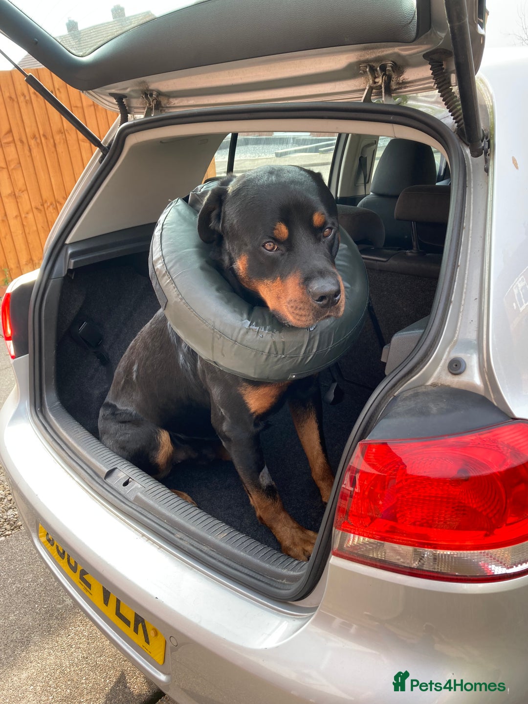 Rottweiler dogs for sale: Bruce * Rehome *  - Advert 4
