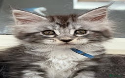 Maine Coon cats for sale: 2 Beautiful pedigree TICA reg Maine Coon kittens - Image 3