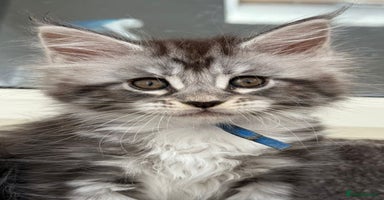 Maine Coon cats - Advert 9