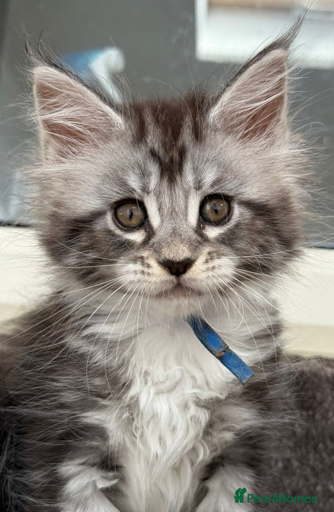 Maine Coon cats for sale: 2 Beautiful pedigree TICA reg Maine Coon kittens - Image 3