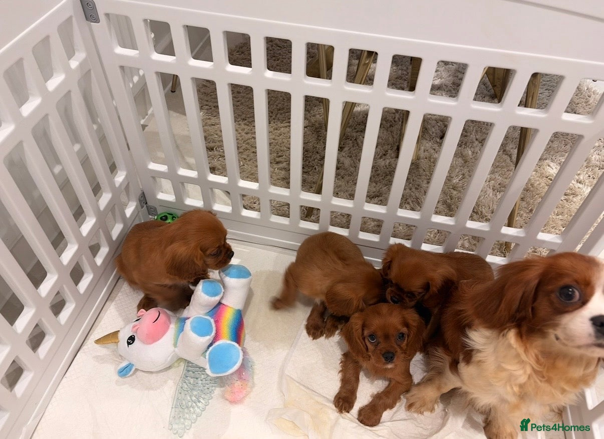 Cavalier King Charles Spaniel dogs KC registered King Charles cavalier spaniel  - Advert 1