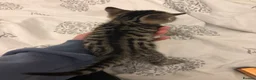 Mixed Breed cats for sale: 5 kittens for sale in Leeds - Advert 3