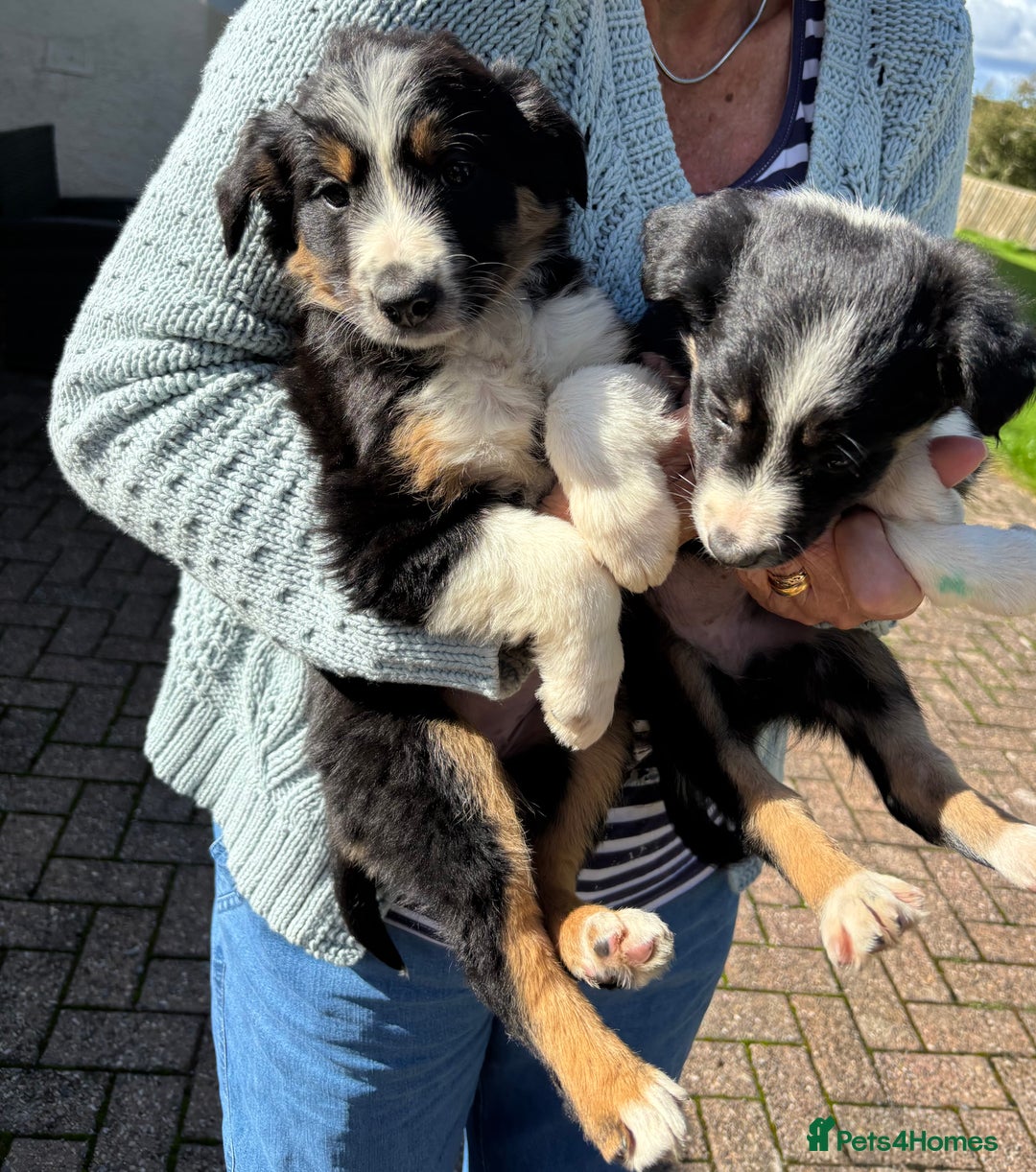Border Collie dogs for sale: Beautiful Collie Puppies❤️ - Image 14
