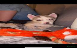 Siberian Husky dogs for sale: Husky puppies - Image 8