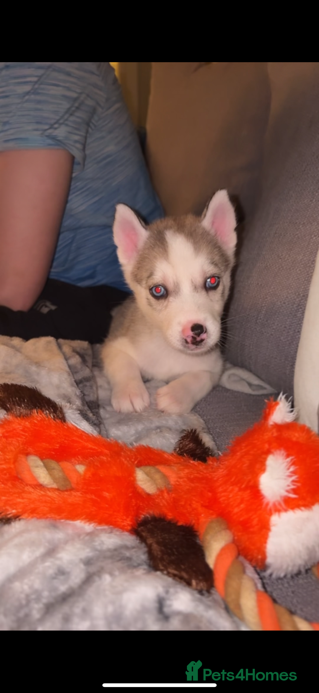 Siberian Husky dogs for sale: Husky puppies - Image 8