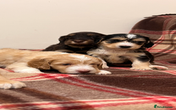 Cockapoo dogs for sale: stunning toy cockapoo  - Advert 26