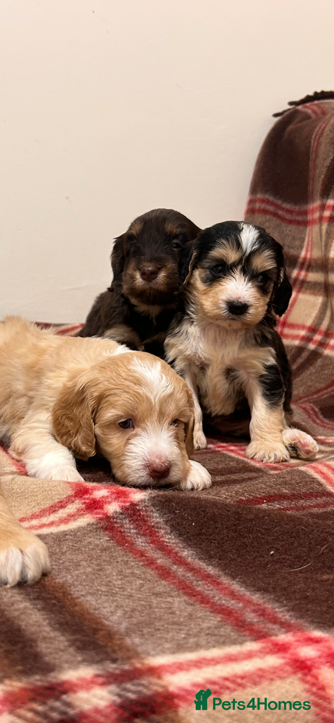 Cockapoo dogs for sale: stunning toy cockapoo  - Advert 26