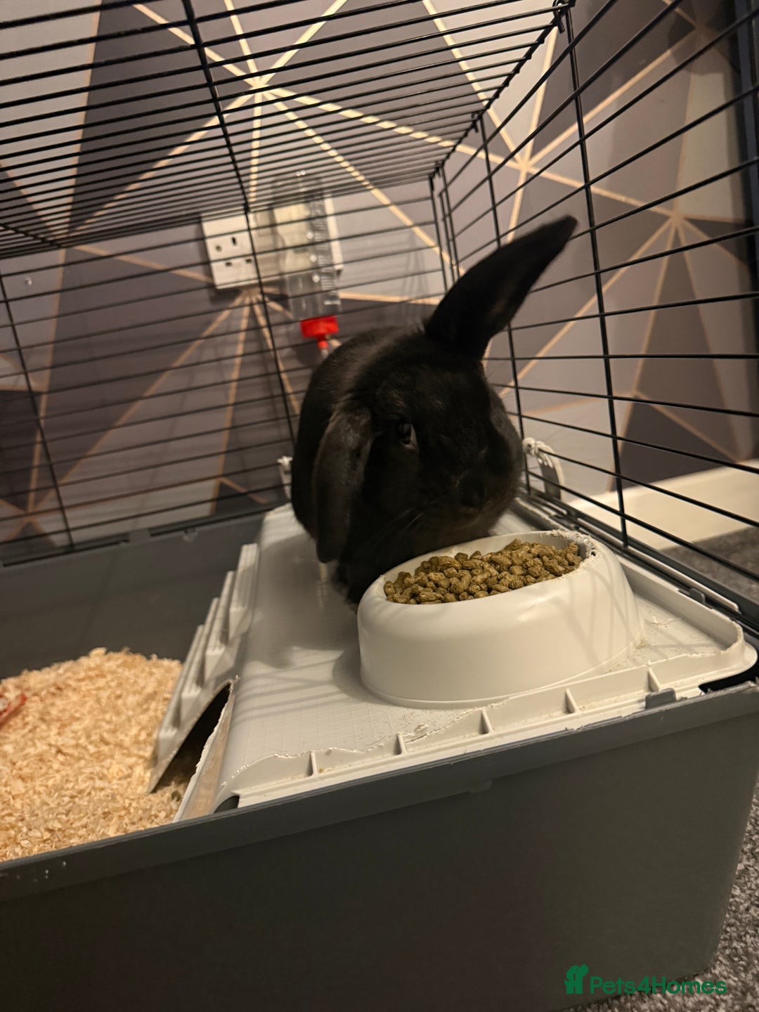 English rabbits for sale: Bugsy - Advert 5