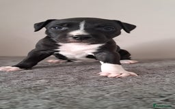 Staffordshire Bull Terrier dogs for sale: ‼️ReadyForCollection‼️Blue Staffie Puppies  in Tipton - Image 20