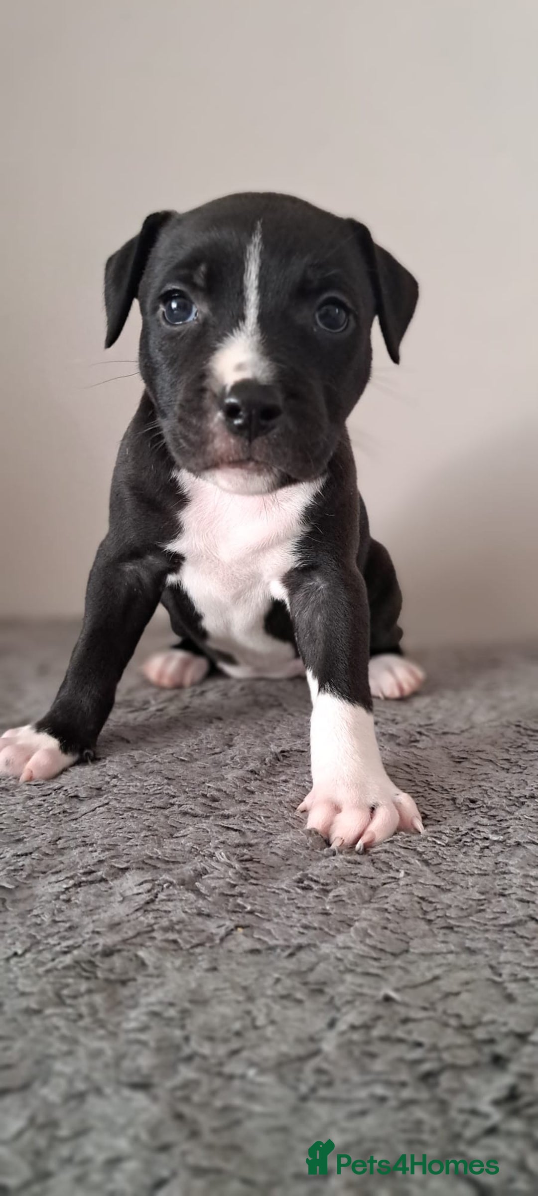 Staffordshire Bull Terrier dogs for sale: ‼️ReadyForCollection‼️Blue Staffie Puppies  in Tipton - Image 20