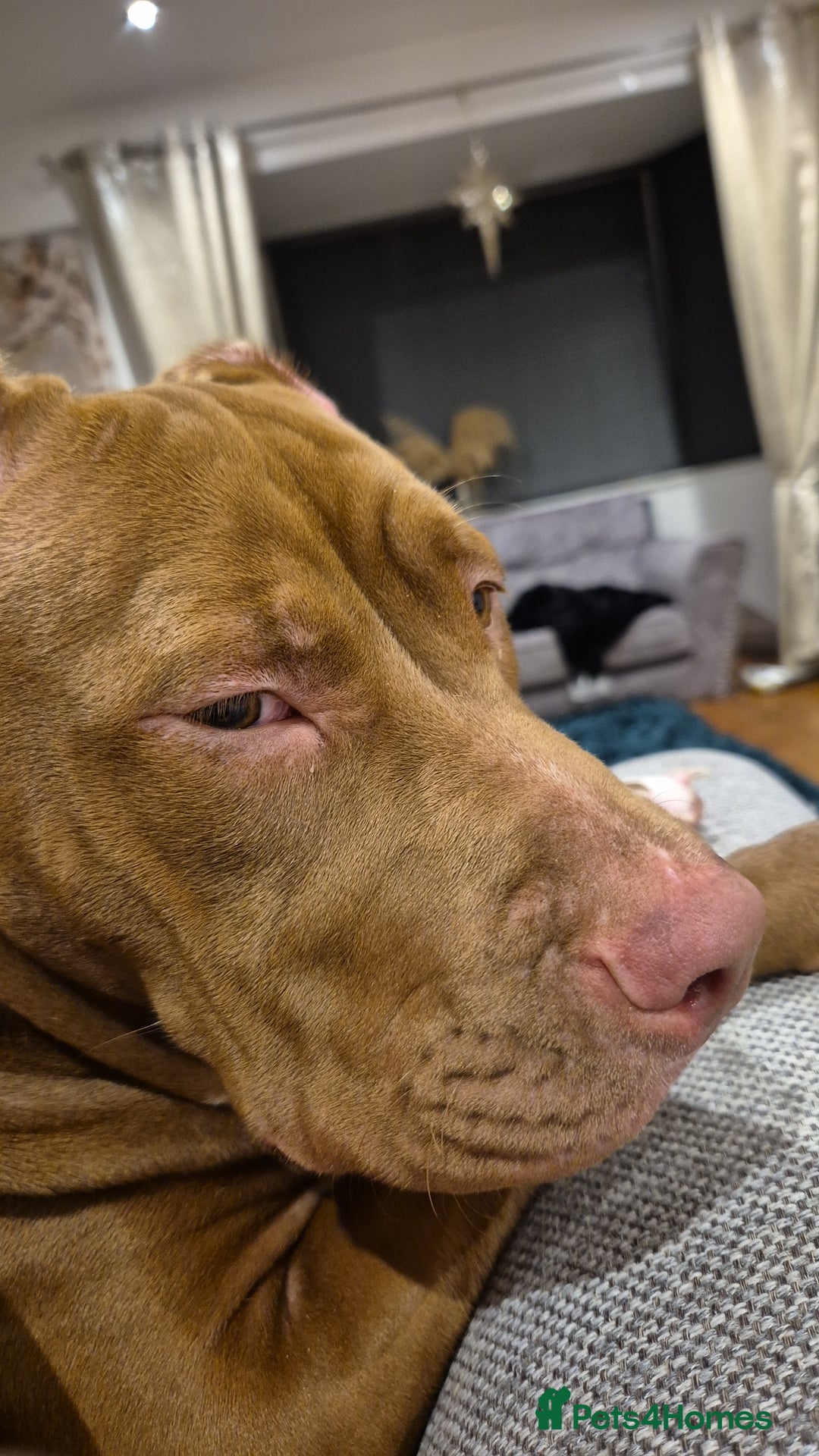 Mixed Breed dogs for sale: Honey is looking for the perfect home 💜 - Advert 4