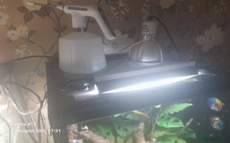 Gecko reptiles for sale: Crested geckos and full set ups  - Image 10