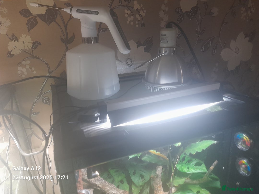 Gecko reptiles for sale: Crested geckos and full set ups  - Image 10