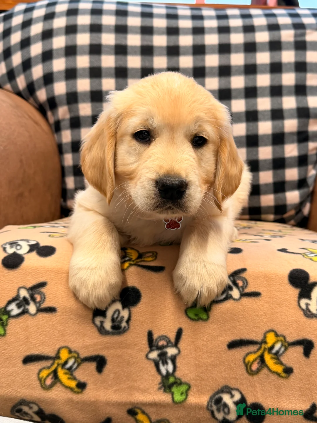 Golden Retriever dogs for sale: 🐶Fluffy bears looking for forever home💕💕 ! - Advert 26