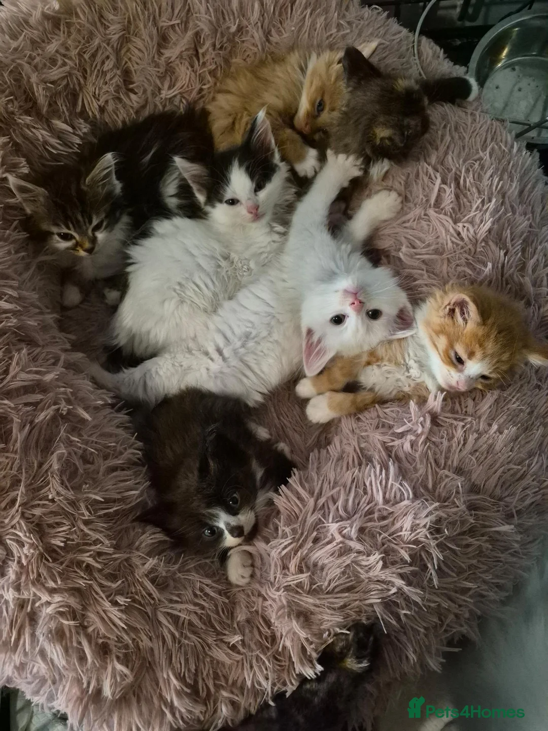 Ragcoon cats for sale: Beautiful ragdoll cross maincoones for sale! - Advert 5