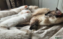 Ragdoll cats for sale: Rare flame point boys - Image 6