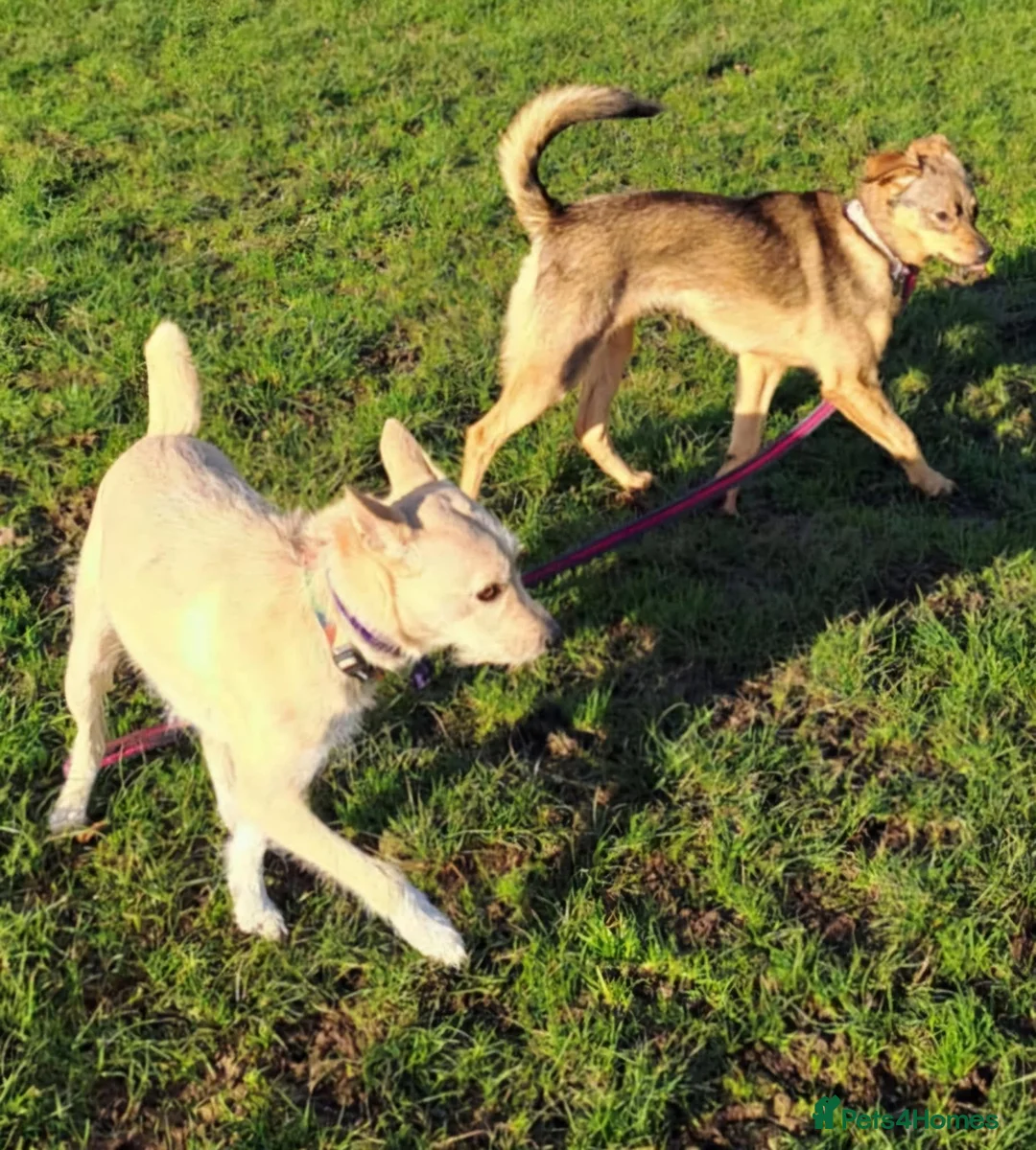 Mixed Breed dogs for adoption: Val - Norwich Norfolk  in Norwich - Advert 11