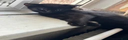 Mixed Breed cats for sale:  black kitten for sale - Advert 1