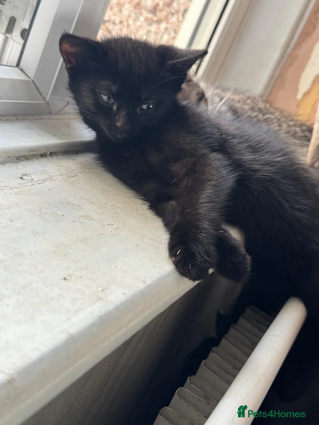 Mixed Breed cats for sale:  black kitten for sale - Advert 1