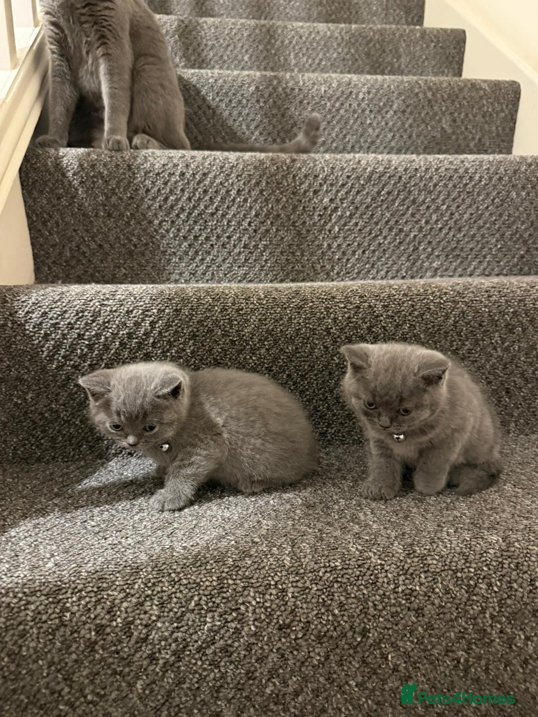 British Shorthair cats for sale: British shorthair - Image 2