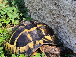 Hermann Tortoise reptiles beautiful girl - Advert 6