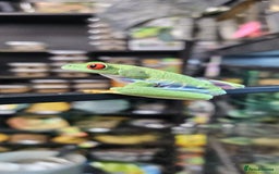 Frog reptiles for sale: Rey eyes tree frog - Image 2