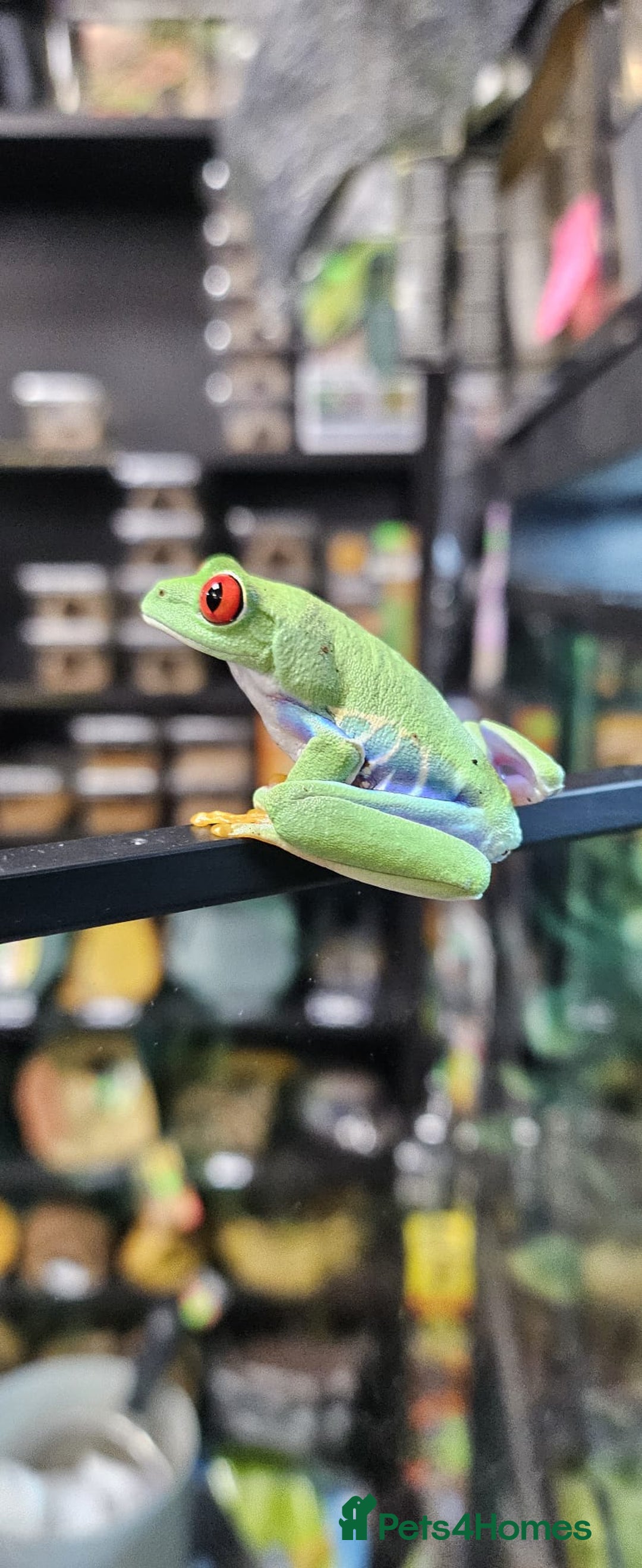 Frog reptiles for sale: Rey eyes tree frog - Image 2