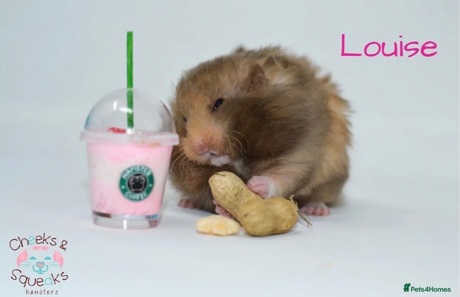 Hamster rodents for sale: Syrian Hamsters For Sale in Dunstable - Advert 2