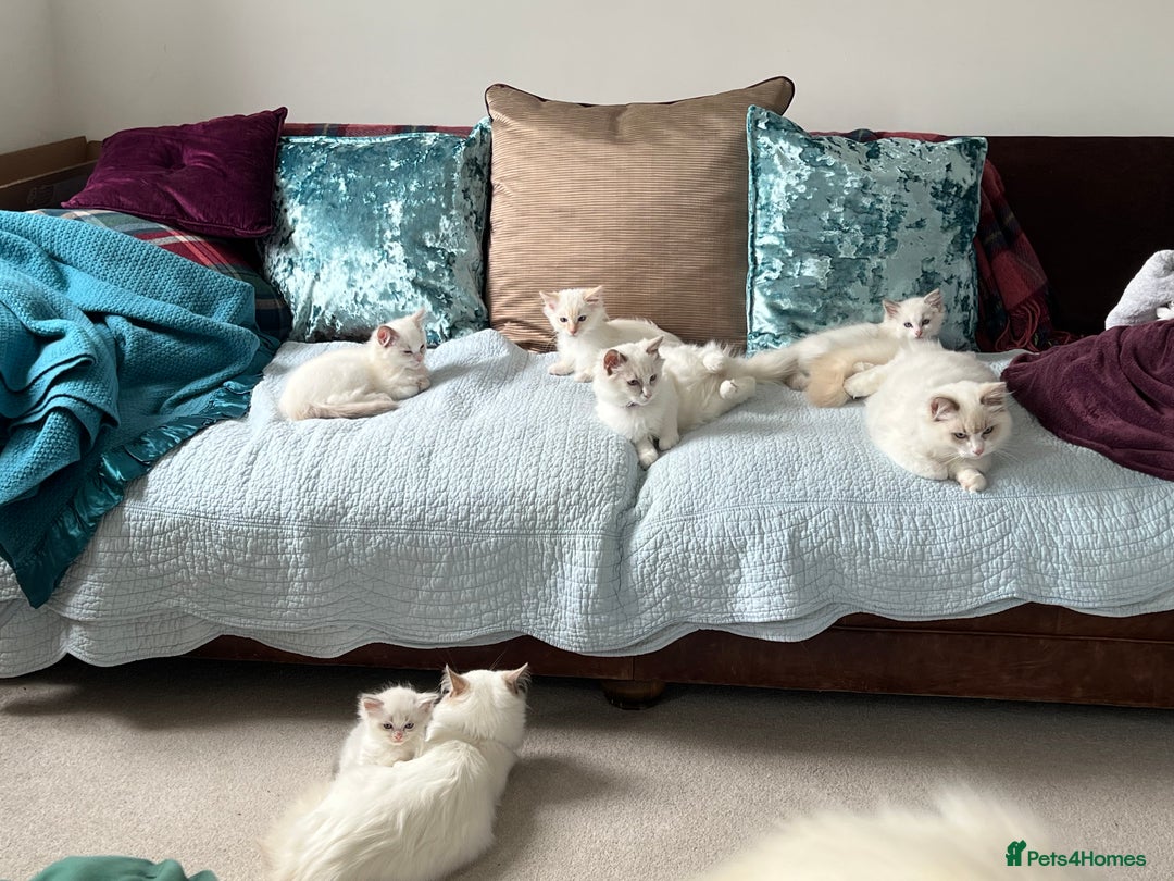 Ragdoll cats for sale: Blue mitted and bicolour ragdolls - Image 33