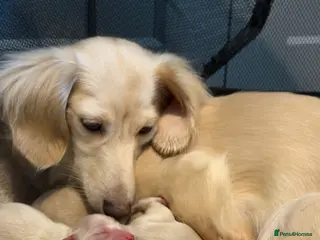 Miniature Dachshund dogs KC Reg Long haired cream miniature dachshund - Advert 18