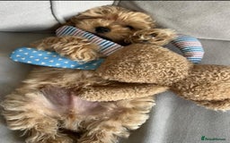 Maltipoo dogs for sale: Tiny bear maltipoo puppys - Image 4