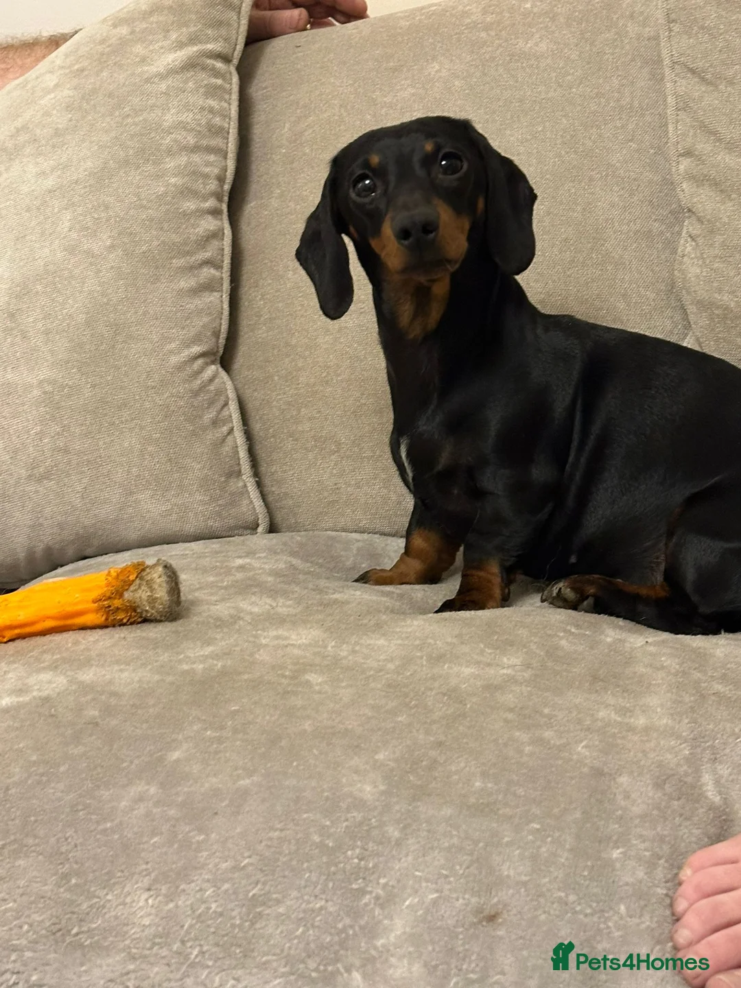 Dachshund dogs for sale: Lilly dachshund - Advert 2