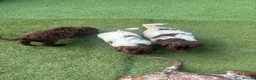 Cockapoo dogs for sale: 4 beautiful f1 cockapoos - Advert 10