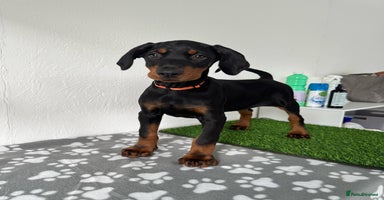 Dobermann dogs - Advert 1