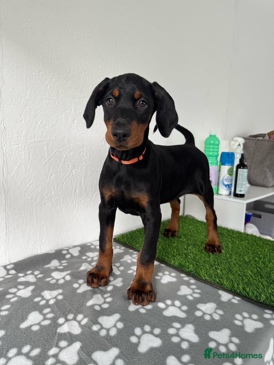Dobermann dogs for sale: European Dobermanns - 1 Female Remaining *Reduced* - Image 2