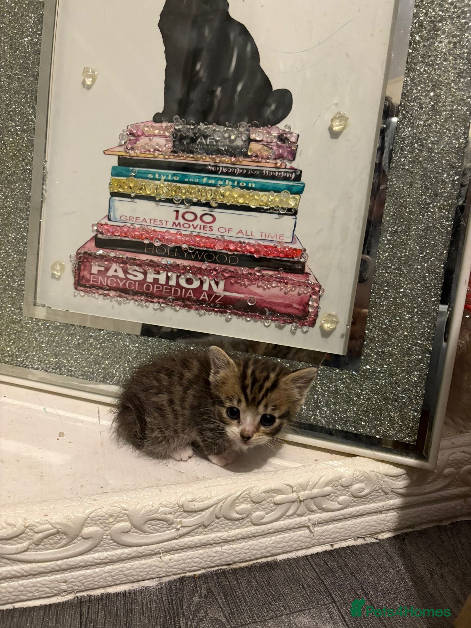 British Longhair cats british shorthair and longhair kittens for sale  - Advert 1