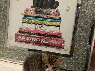 British Longhair cats british shorthair and longhair kittens for sale - Advert 1