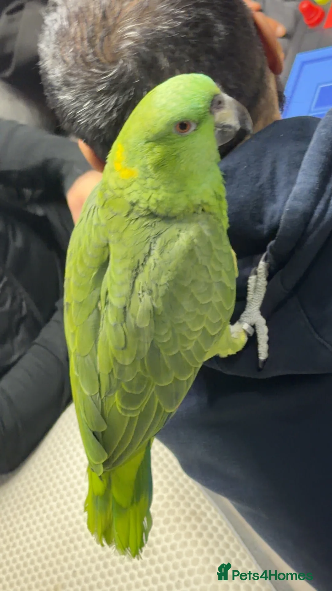Parrots birds for sale: Yellow-naped Amazon parrot 🦜  - Advert 6