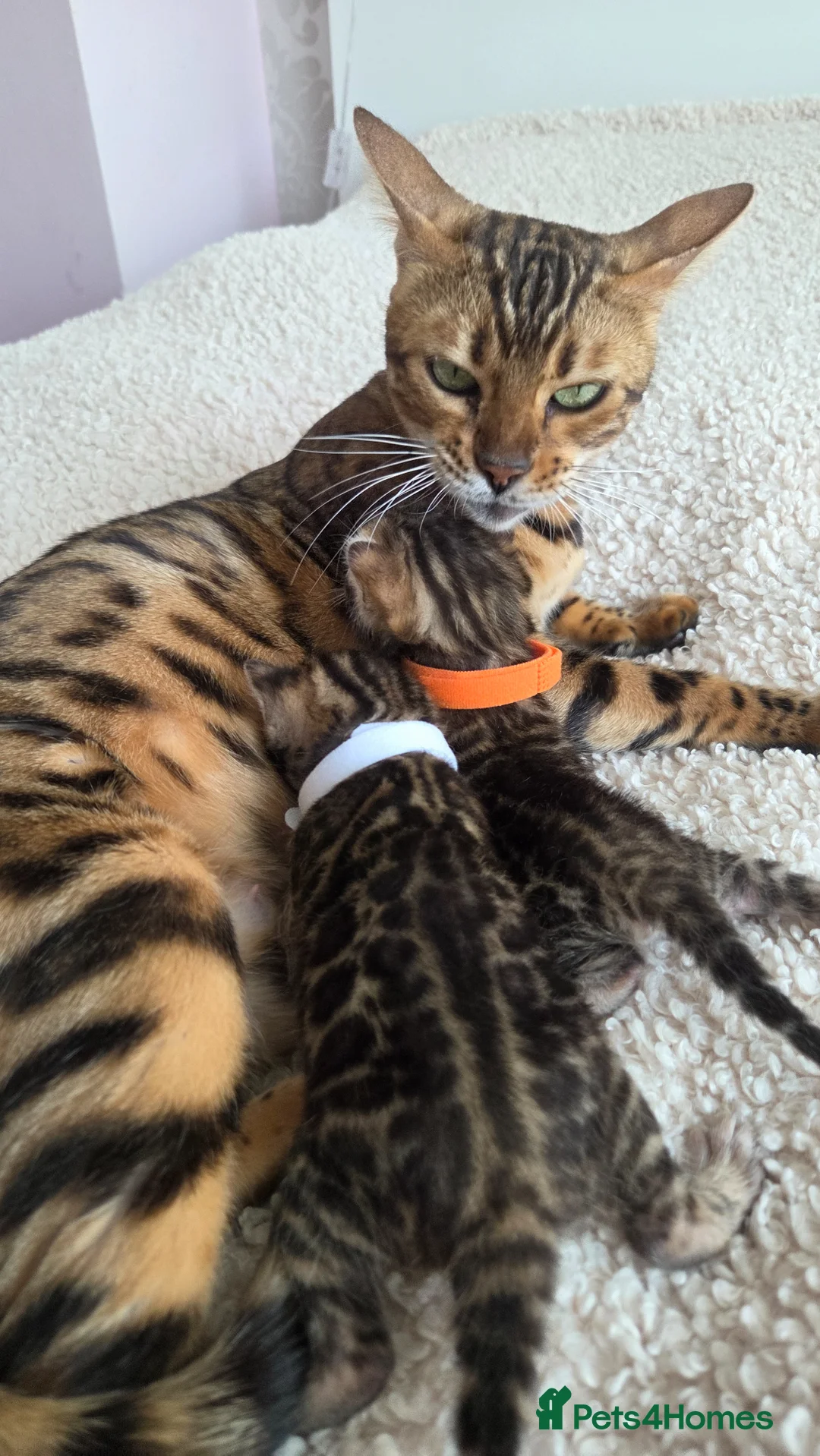 Bengal cats for sale: TICA registered two Bengal girls. 😻🐈 - Advert 2