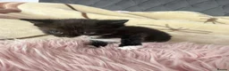 Mixed Breed cats for sale: Adorable fluffy kittens looking for loving family - Advert 24