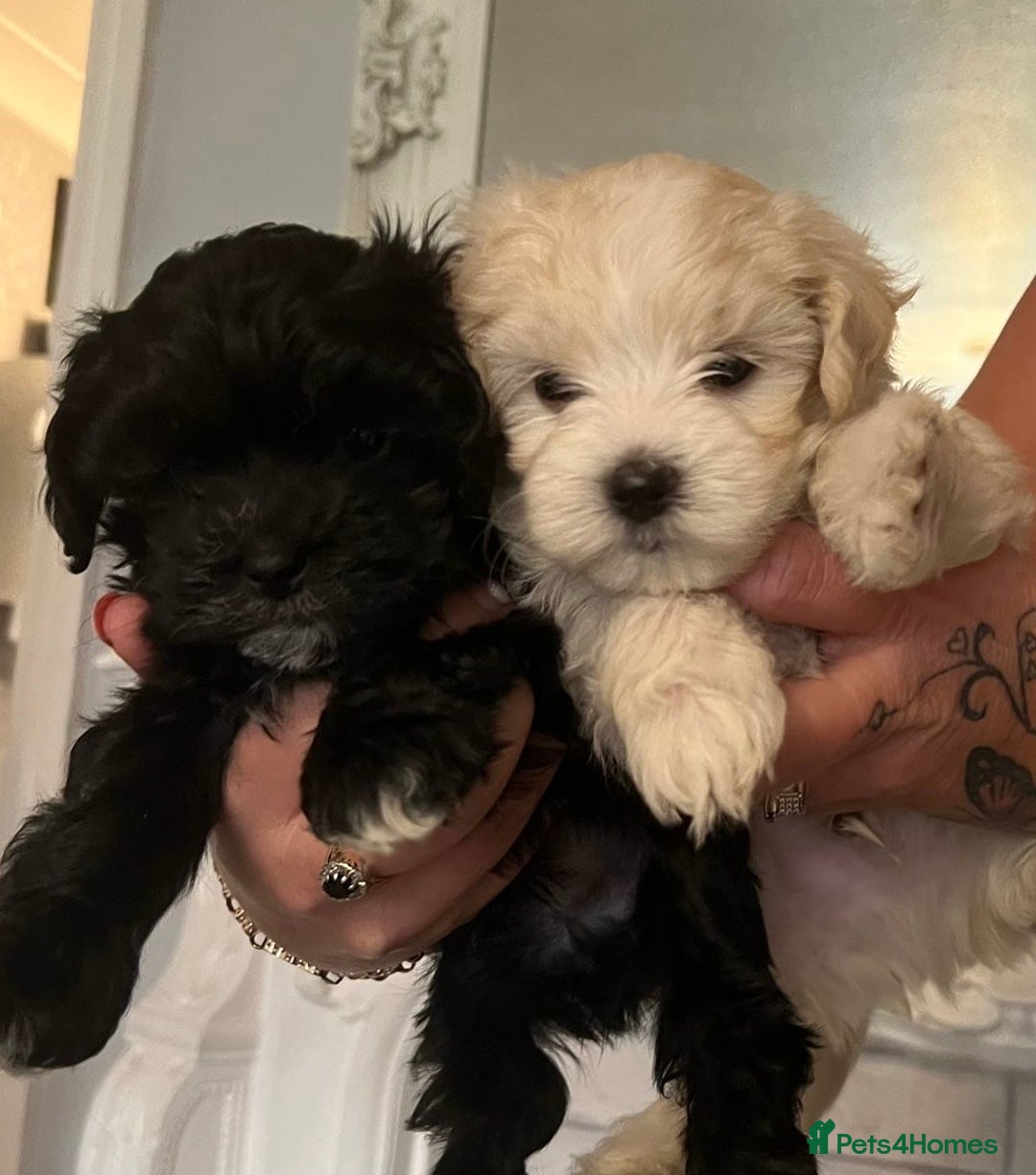 Maltipoo dogs for sale: Beautiful little maltipoo  - Advert 3