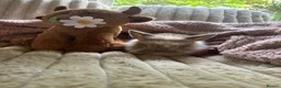Lionhead rabbits for sale: Baby lionhead cross flop rabbits  - Advert 16