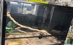 Leopard Gecko reptiles for sale: Leopard Gecko AND Vivarium  - Image 5