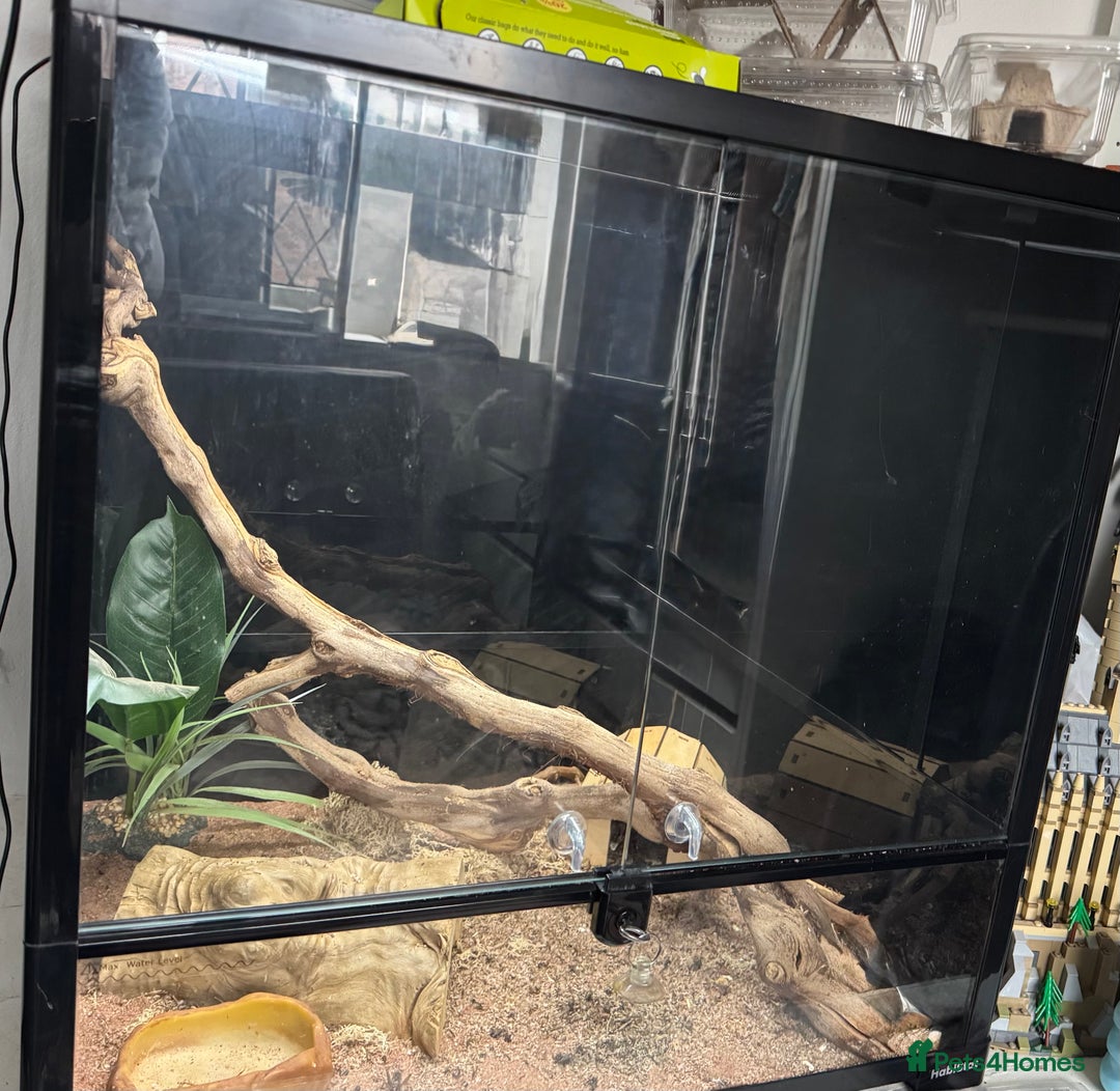 Leopard Gecko reptiles for sale: Leopard Gecko AND Vivarium  - Image 5