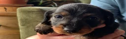 Miniature Dachshund dogs for sale: Miniature Wire haired Dachshund  - Advert 19