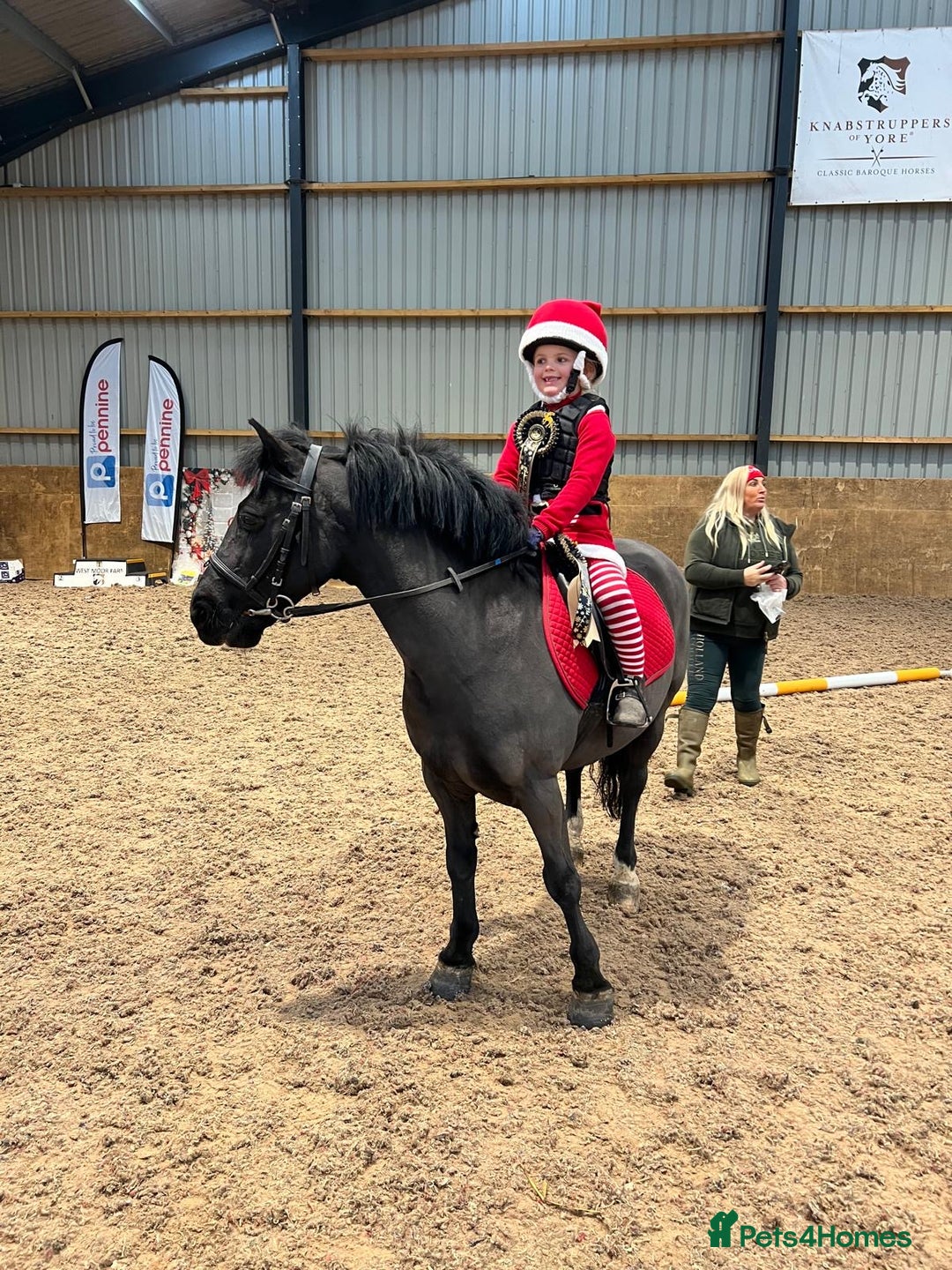 Riding pony horses for sale: 12.2hh All rounder pony  - Advert 2